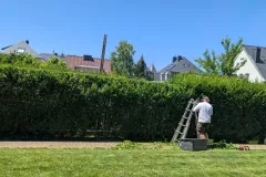 entretien-taille-en-cours