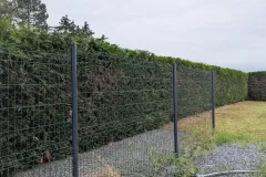 taille-d_une-haie-non-entretenue-depuis-de-4-ans-apres