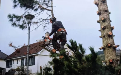 L&rsquo;impact de l&rsquo;élagage à Luxembourg Ville sur la valeur esthétique de votre propriété