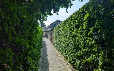 Paysagiste à Thionville : votre expert pour un jardin soigné et harmonieux