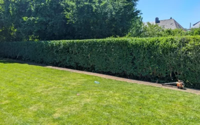 Entretien de jardin dans le Var : les bases d’un bon entretien